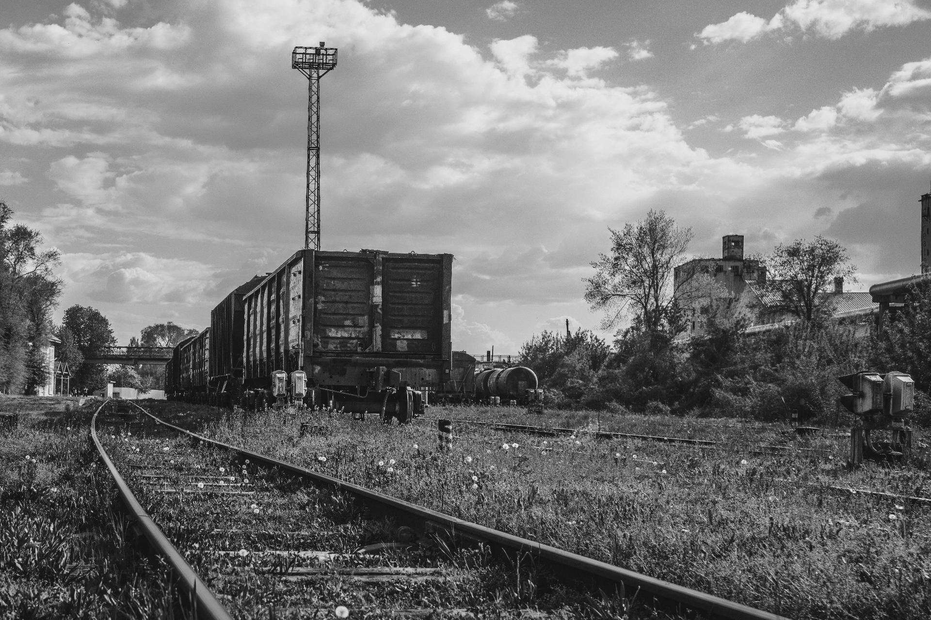 Dandelions & Iron
